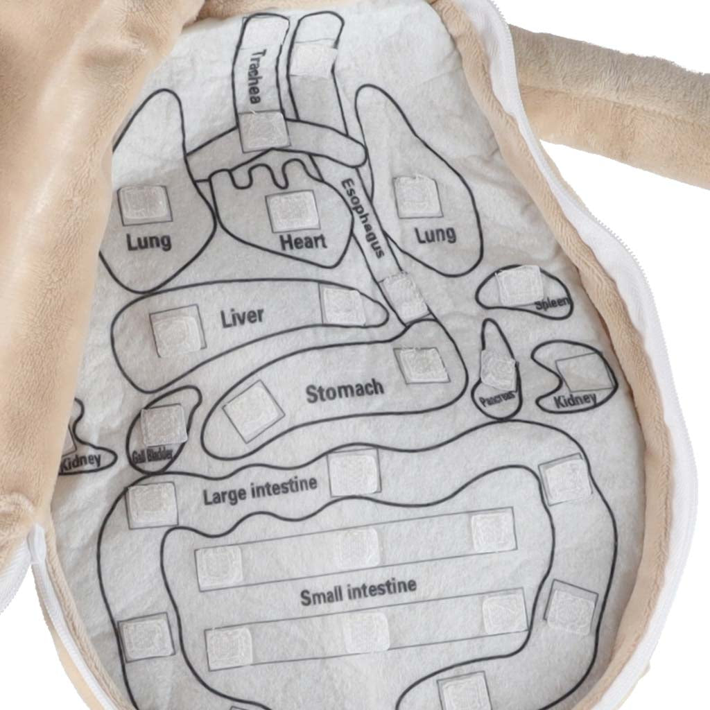 Maskot lelle, kas mācās anatomiju zēns | EcoToys
