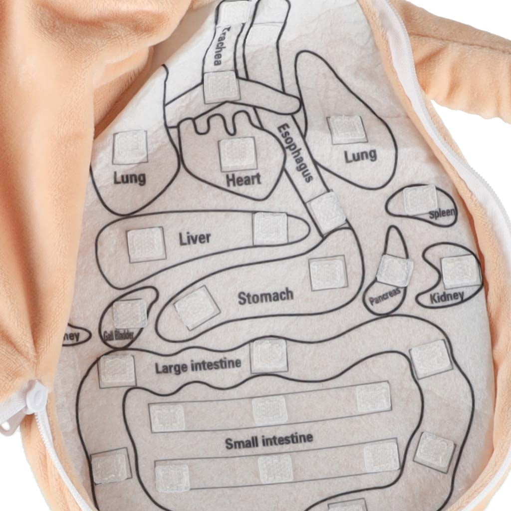 Maskot lelle, kas mācās anatomiju meitene | EcoToys